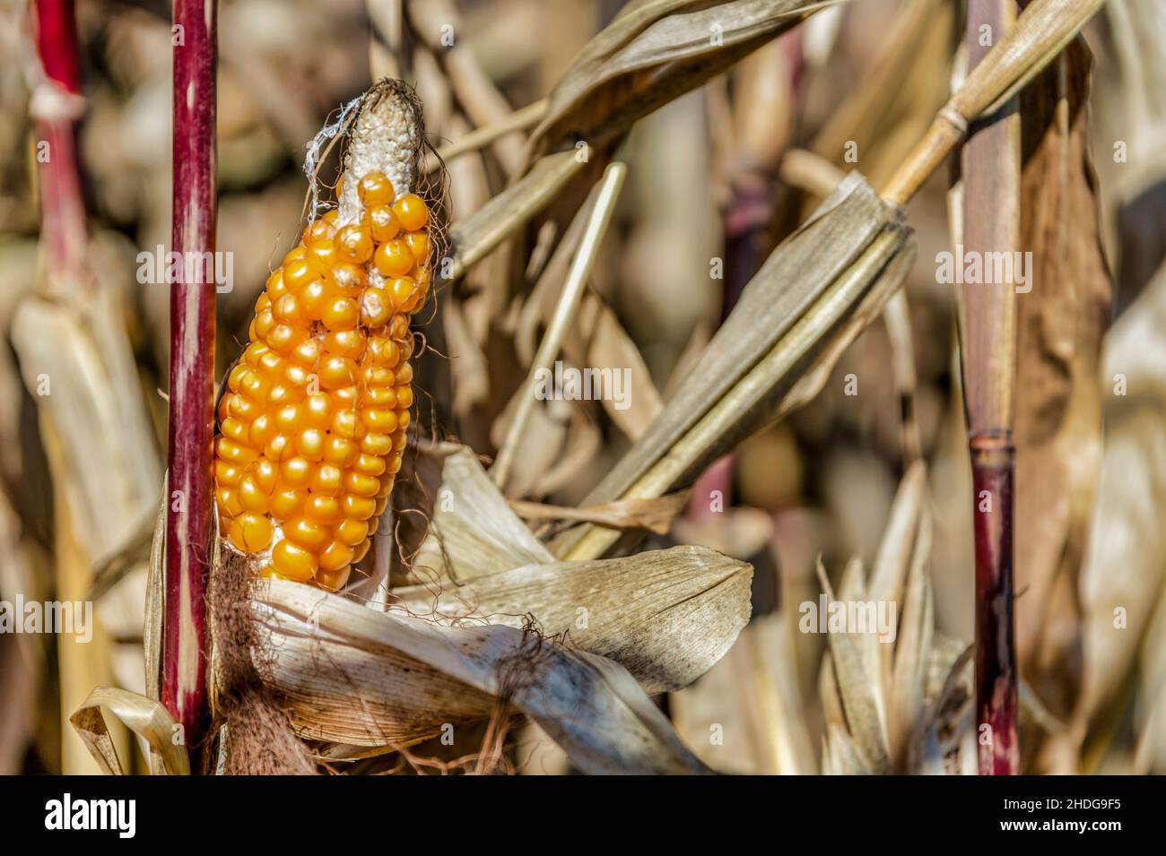 maize cob, maize, corn on the cobs, corn, corncob, corns, maizes Stock ...