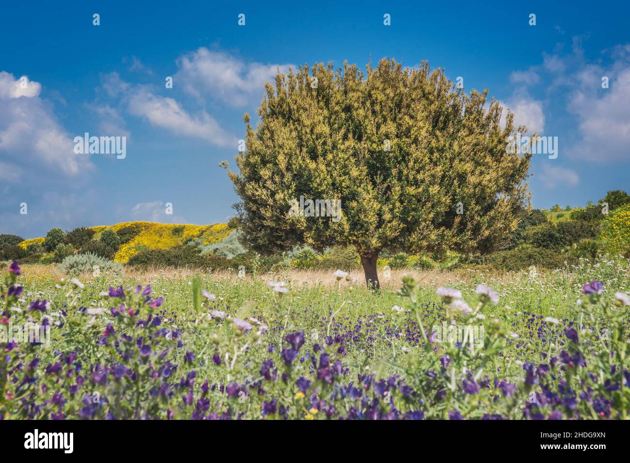 tree, mediterran, sicily, holm oak, trees, mediterrans, sicilies, holm ...