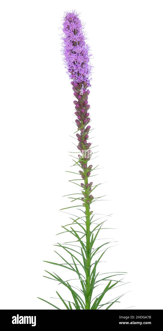 Liatris spicata flower isolated on white background Stock Photo