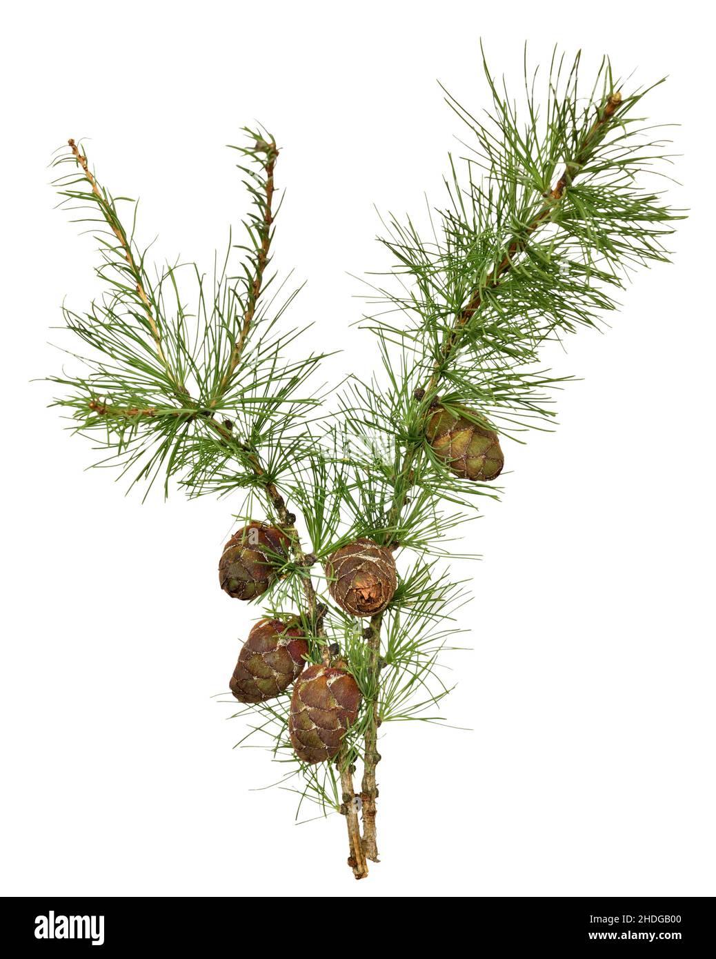Larch branch with cones isolated on white background Stock Photo