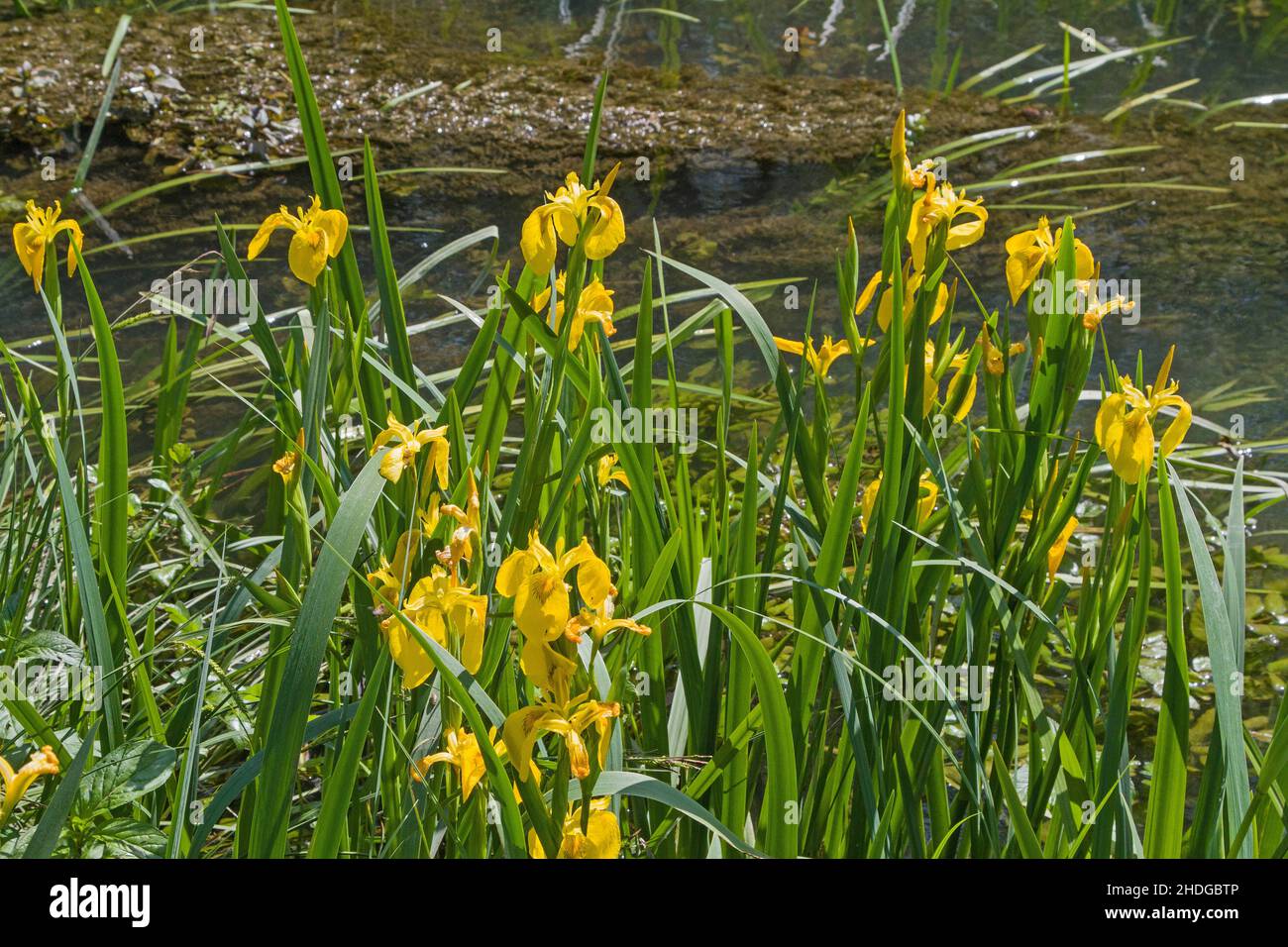 swampedged sword lily, swampedged sword lilies Stock Photo Alamy