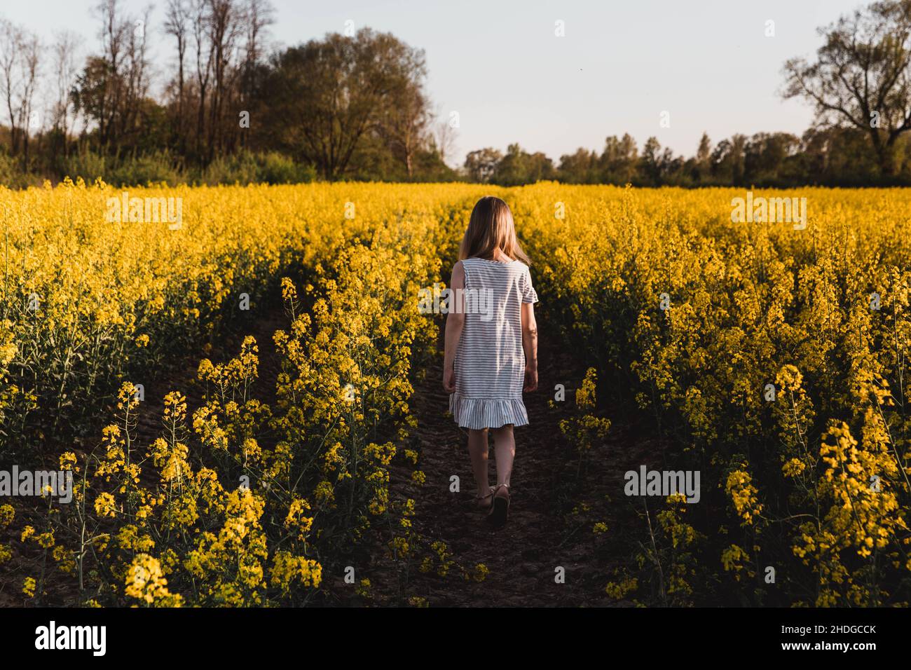 Little girl walking in a rapeseed field in sunset. Concept of freedom ...