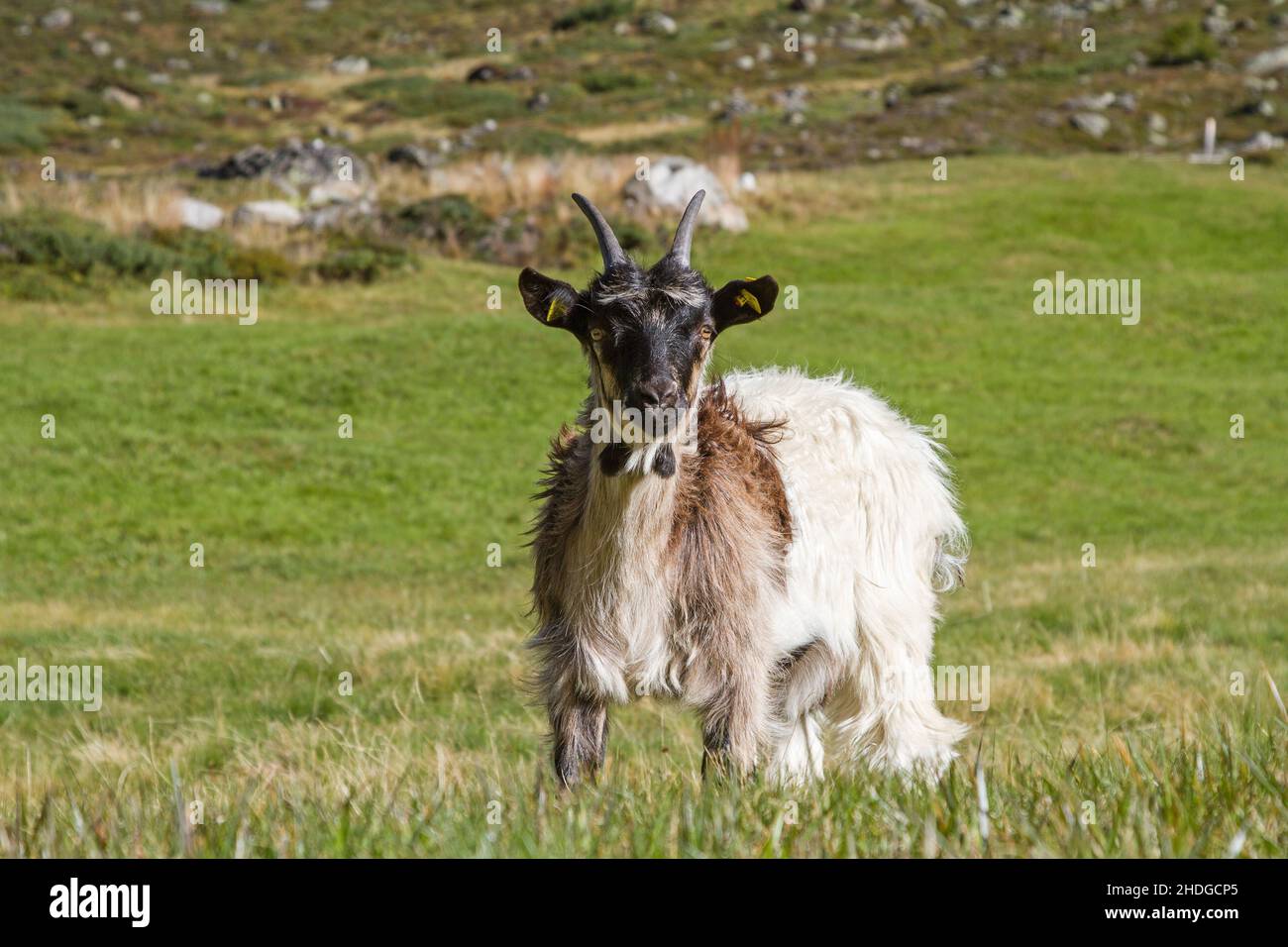 Goat landscape hi-res stock photography and images - Alamy