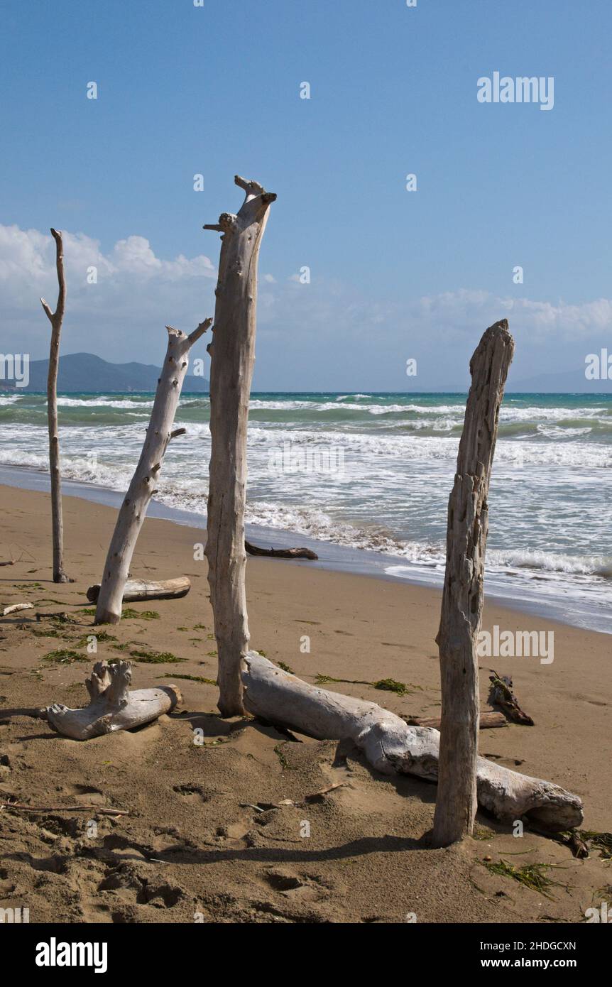 driftwood stuck in the sandy beach of Maremma Natural Park, Tuscany, Italy Stock Photo