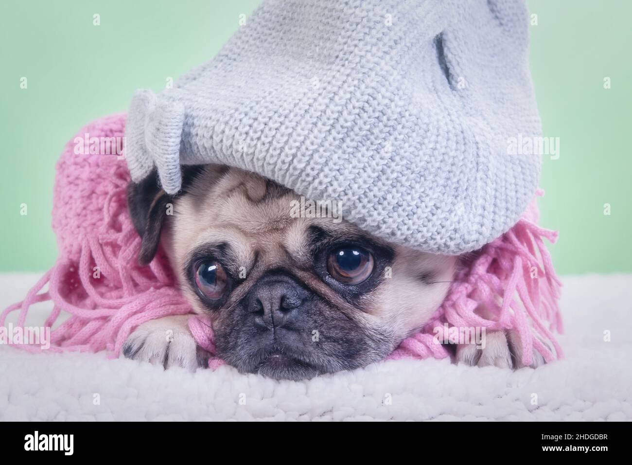 dog, pug, animal fashion, dogs, pugs Stock Photo