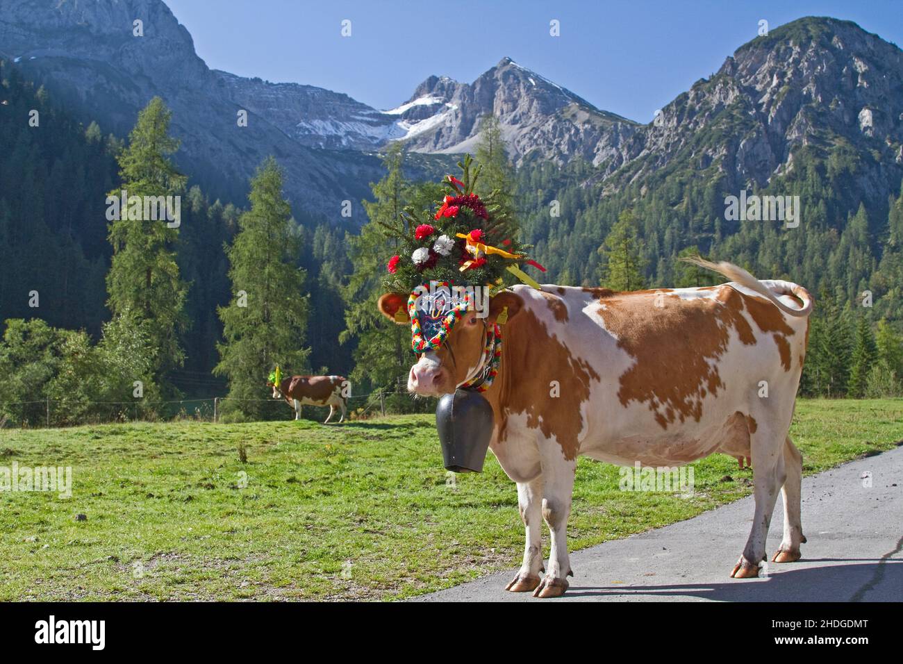 cow, almabtrieb, cows, almabtriebs Stock Photo