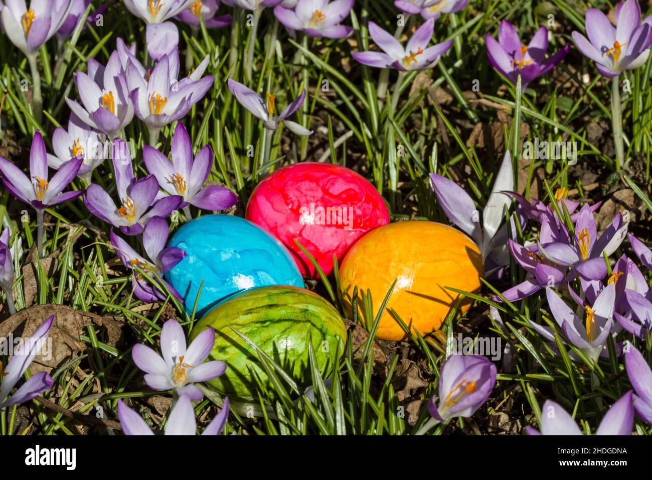 easter, easter egg, crocus, easters, easter eggs Stock Photo