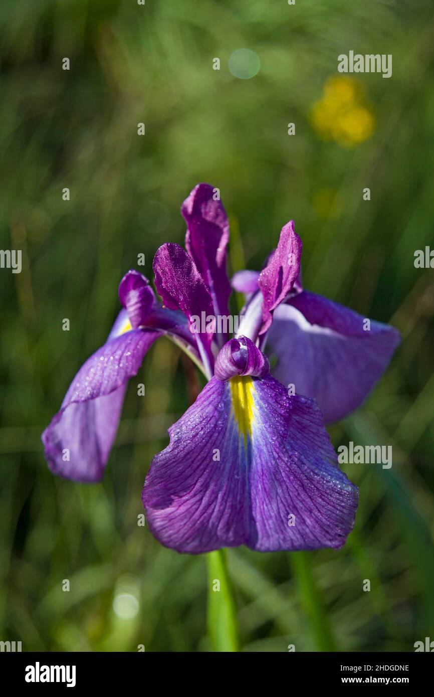 sword lily, iris, sword lilies, blood iris, iris sanguinea Stock Photo