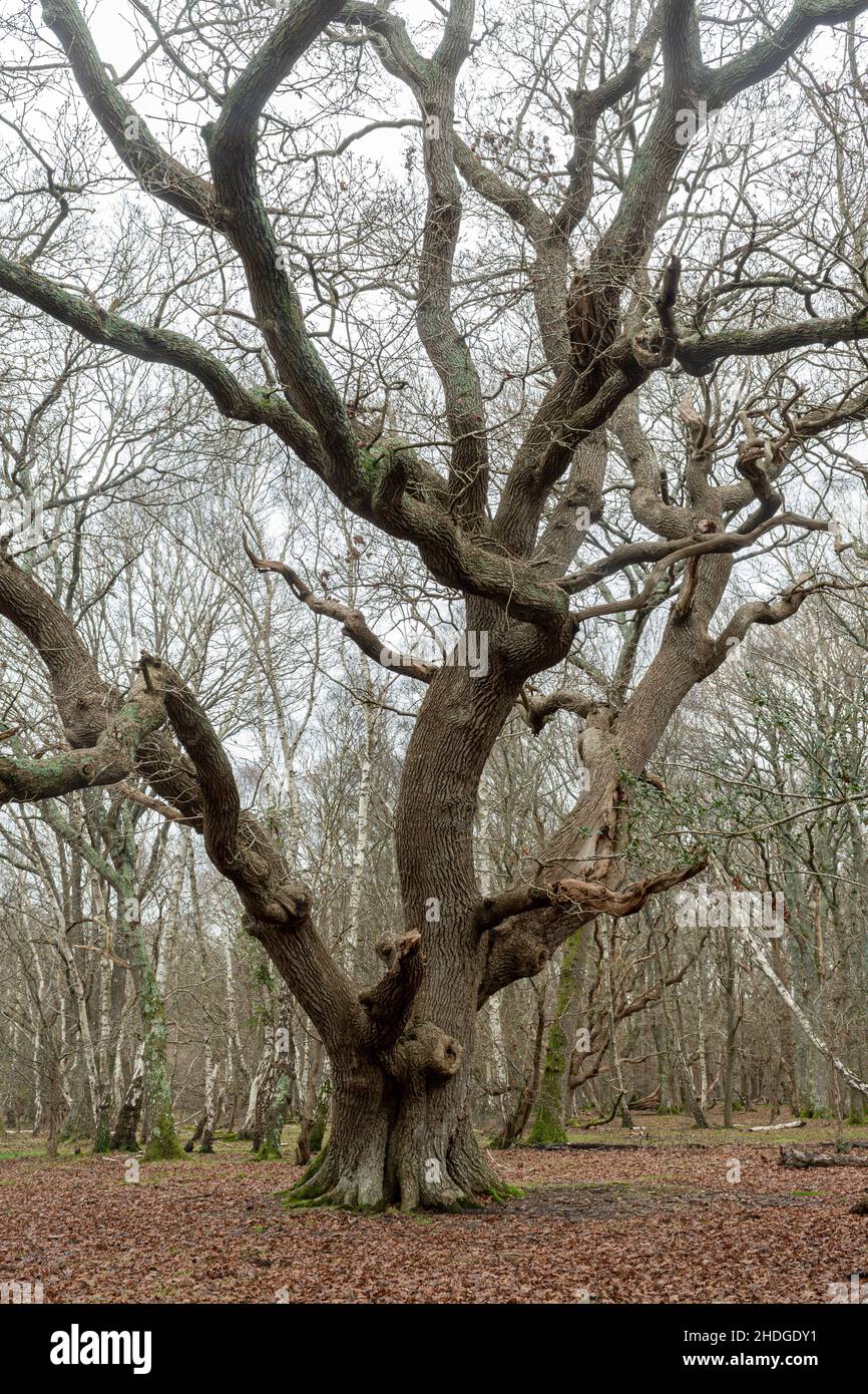 An ancient oak tree during winter in woodland in the New Forest