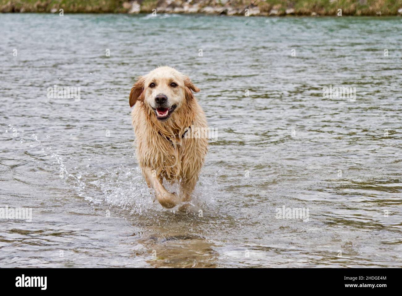 dog, bathing, golden retriever, dogs, to bath, golden retrievers Stock