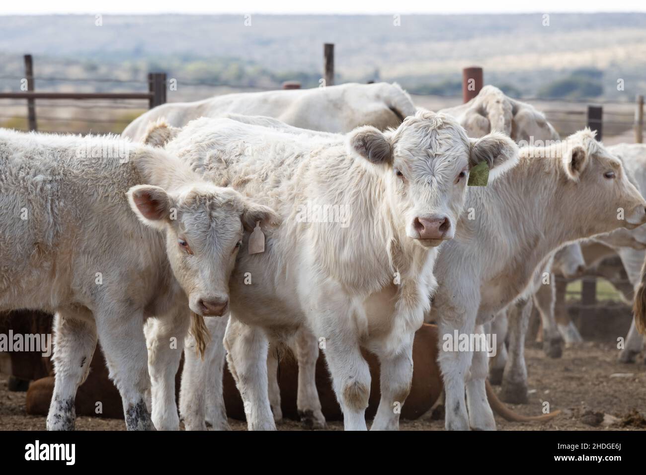 Grain fed beef cattle in a feedlot or feedyard Stock Photo Alamy