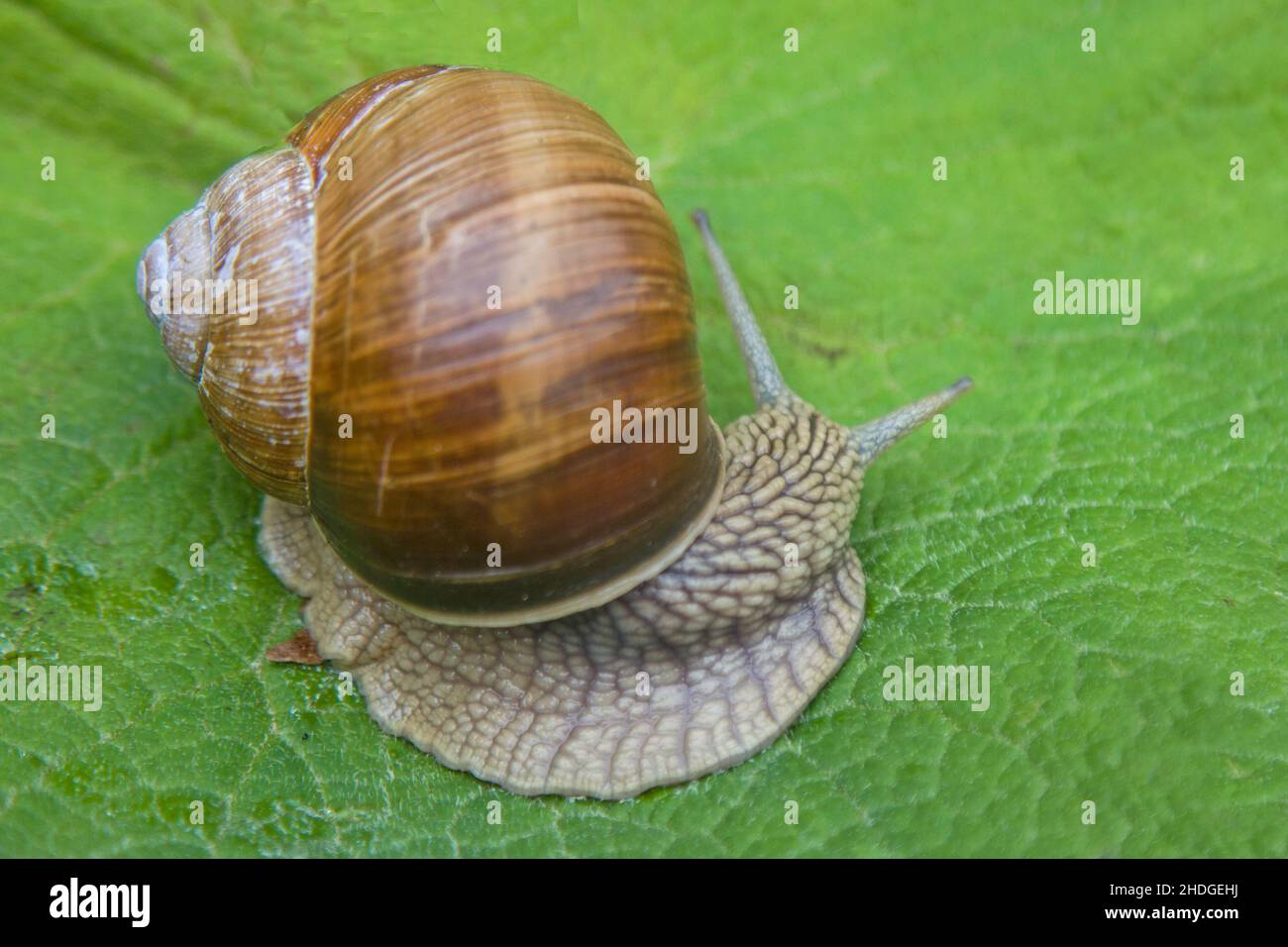 Snail close ups hi-res stock photography and images - Alamy
