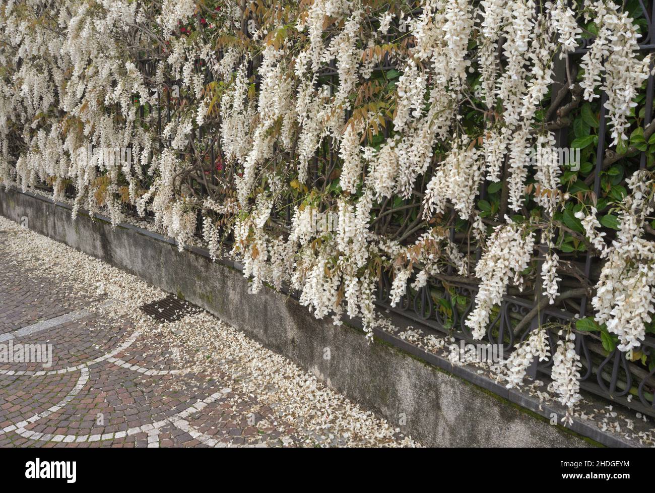 white wisteria flowering on garden fence Stock Photo - Alamy