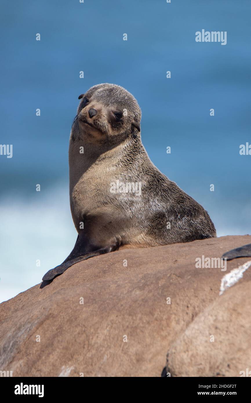 Cape fur seal pup on the west coast of South Africa Stock Photo