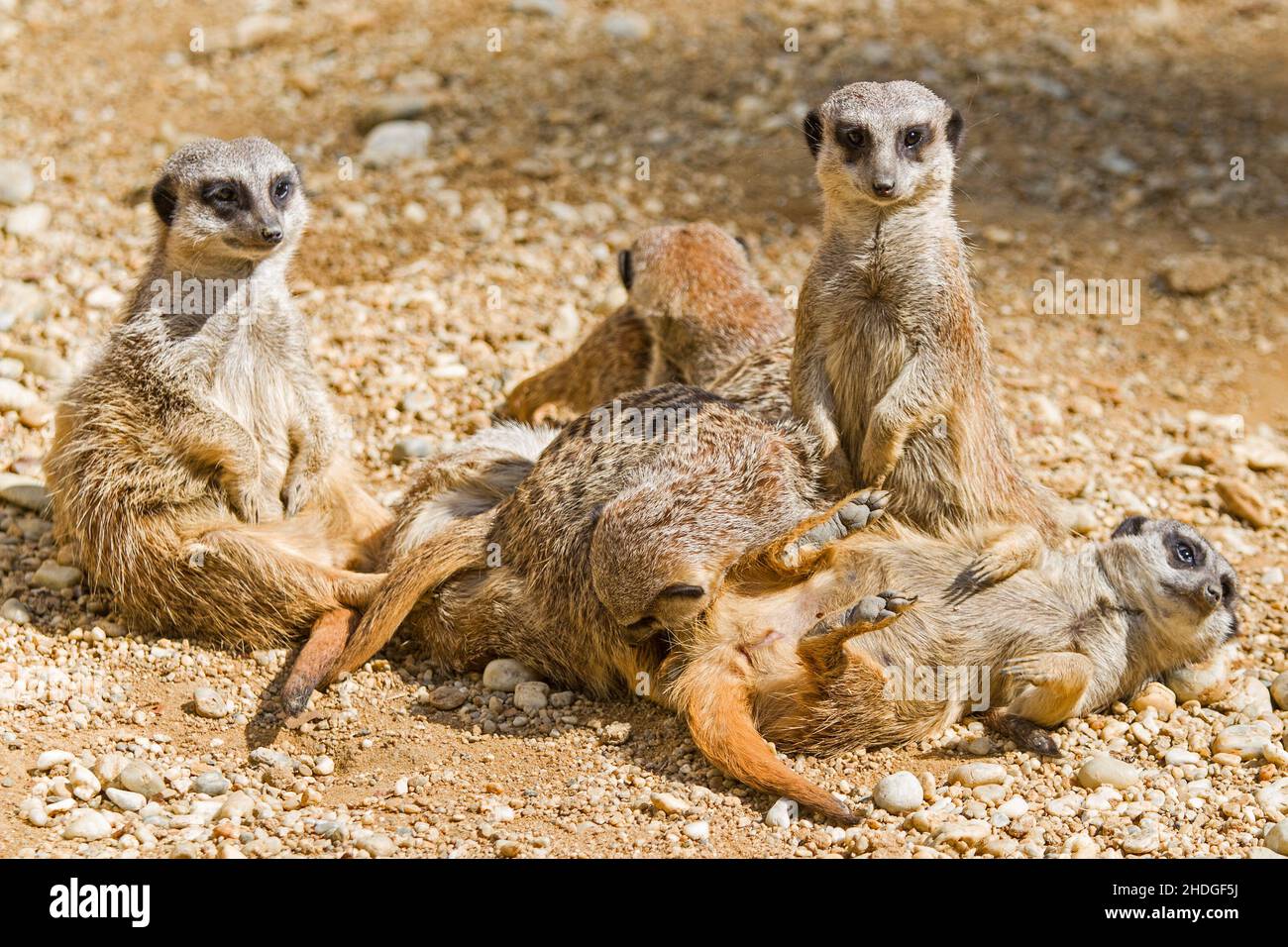 Meerkat guards hi-res stock photography and images - Alamy