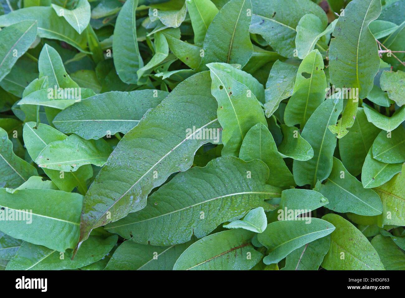 polygonaceae, polygonaceaes Stock Photo