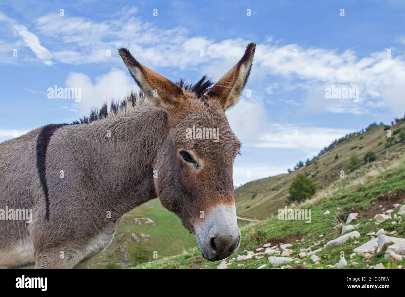 donkey, pastures, donkeys, pasture Stock Photo Alamy
