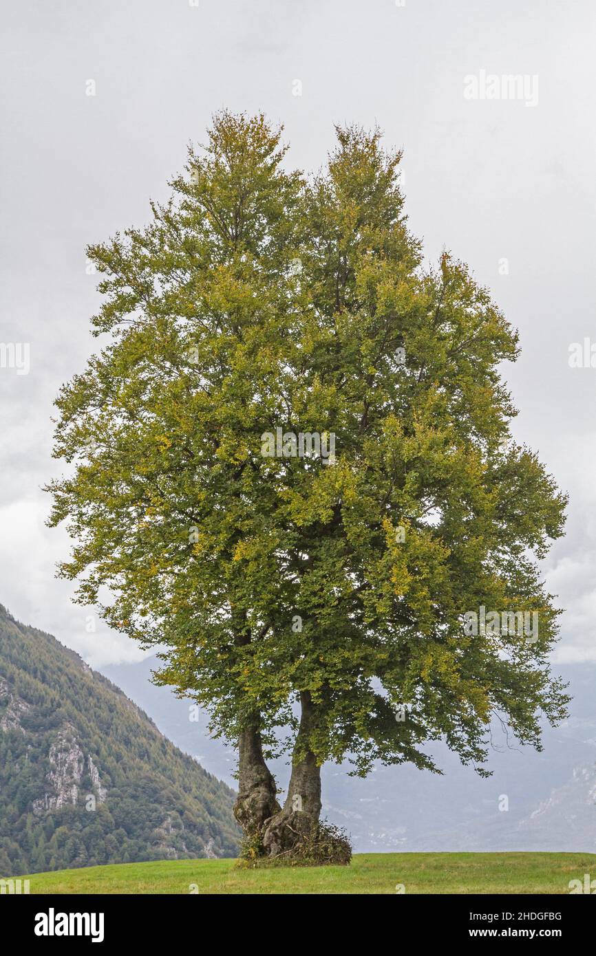 Beech tree vertical hi-res stock photography and images - Alamy