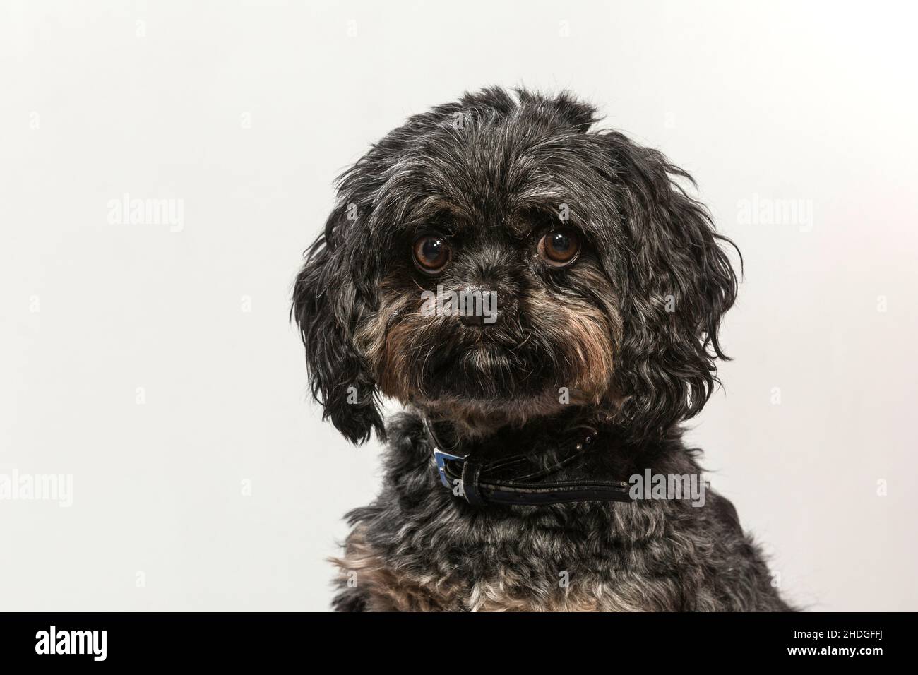 lap dog, Russian Tsvetnaya Bolonka, lap dogs Stock Photo