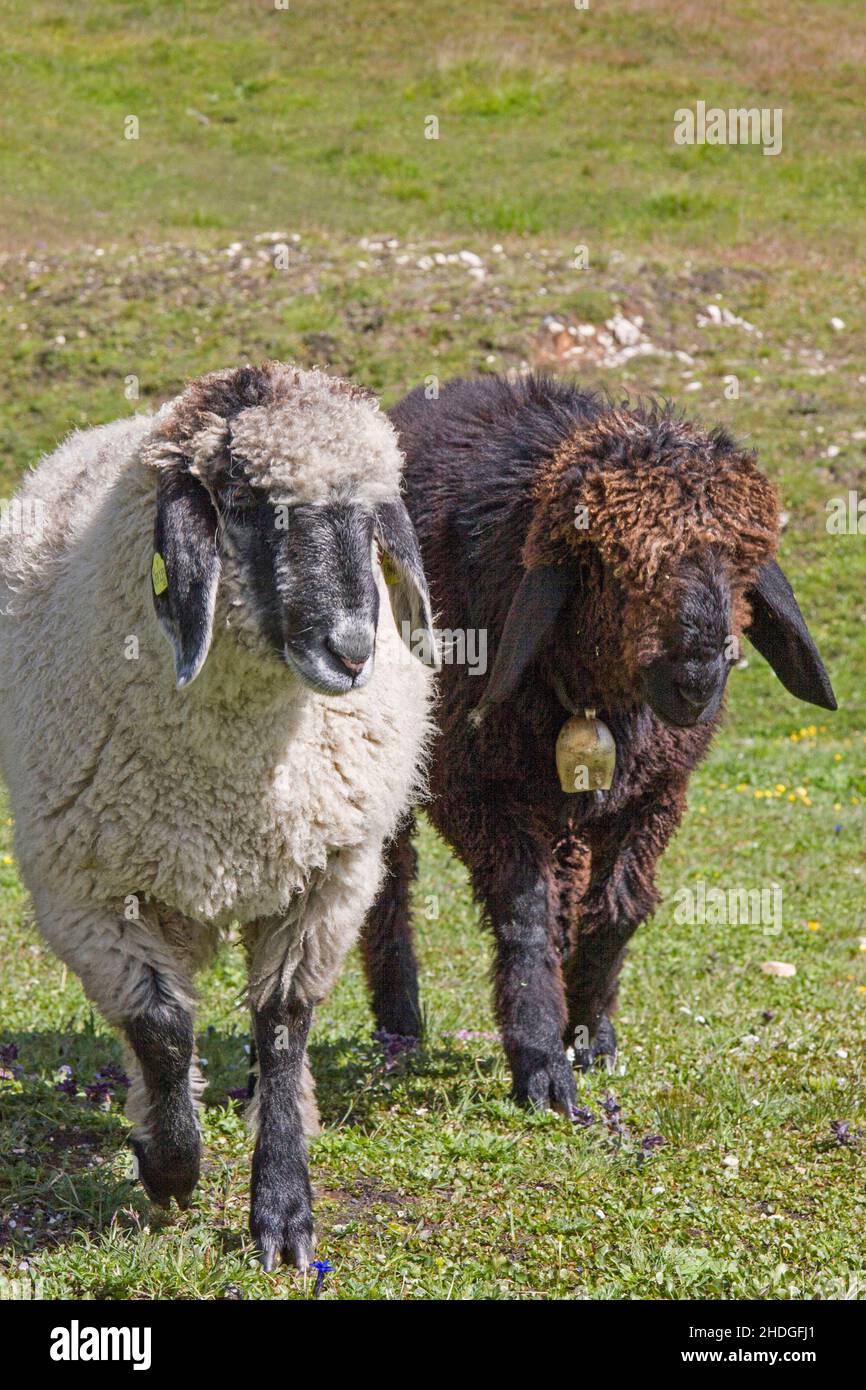 sheep, wool, sheeps, wools Stock Photo Alamy