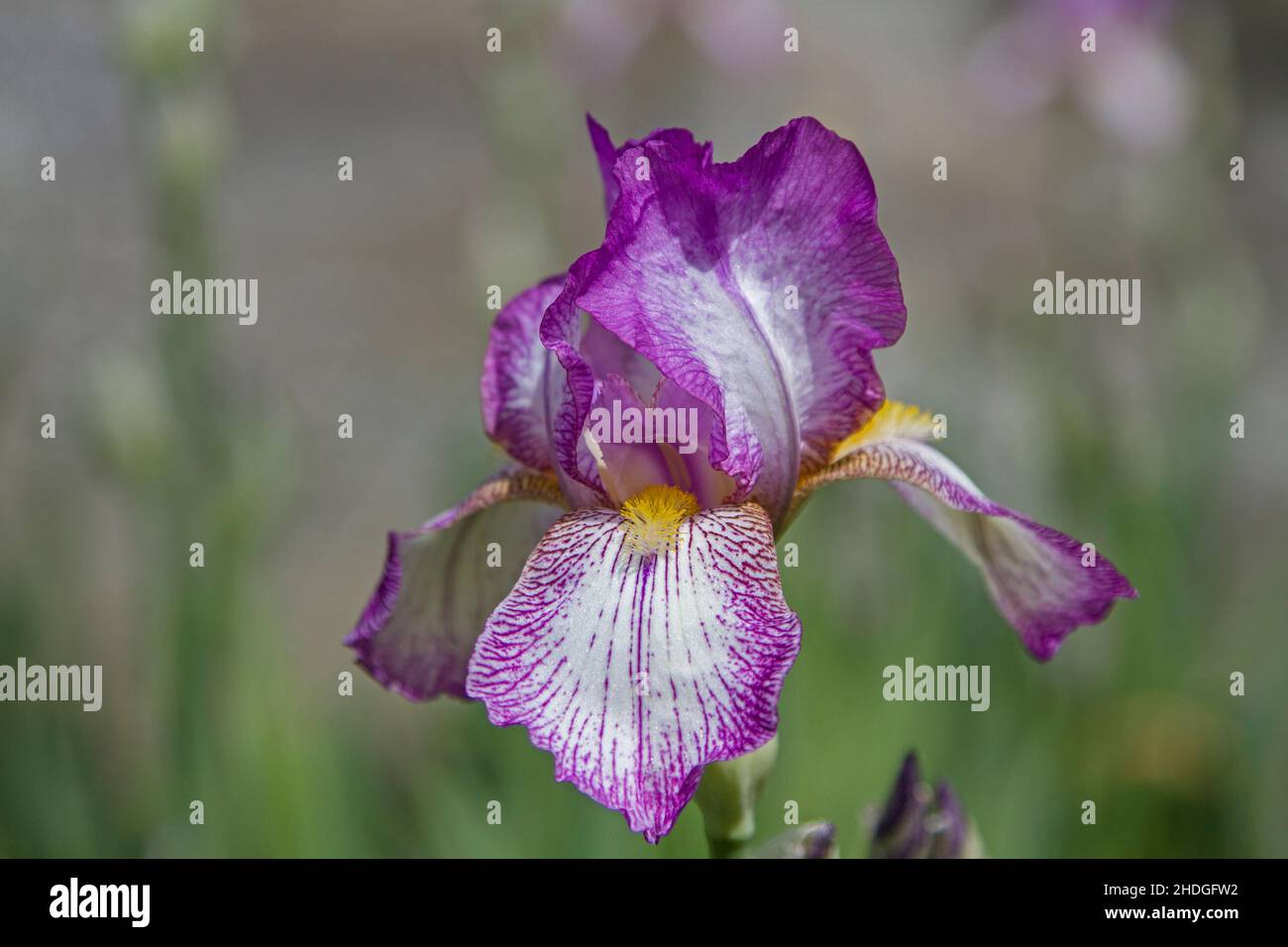 siberian iris, iris, blood iris, iris sanguinea Stock Photo