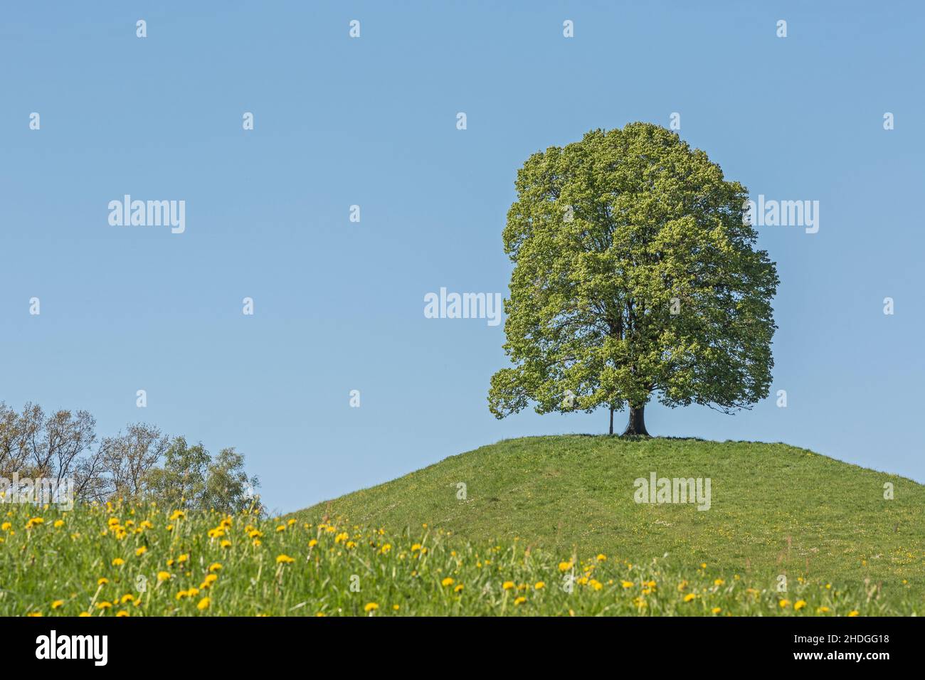 Spring scenery hill tree hi-res stock photography and images - Alamy