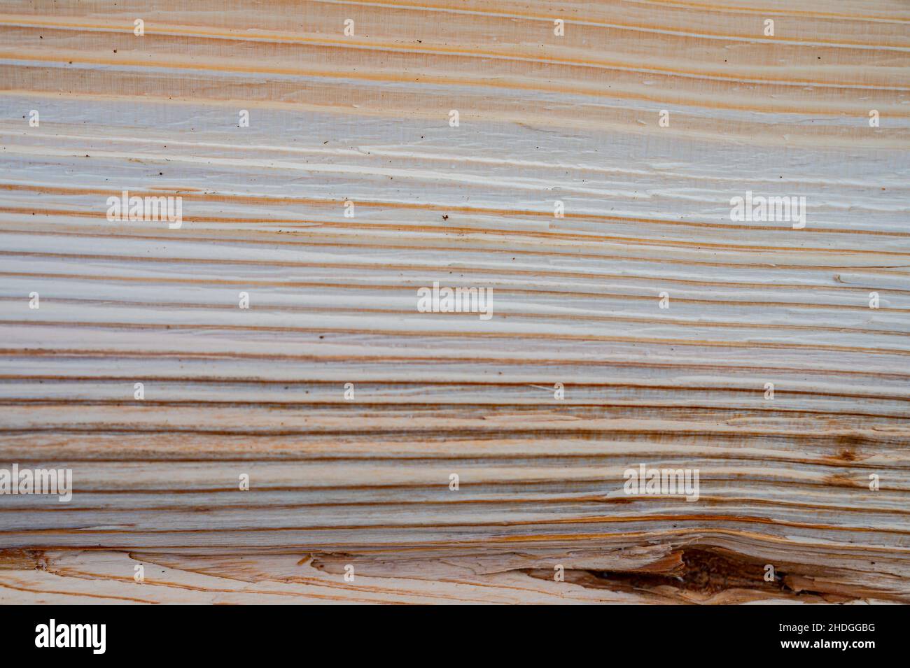 Fresh wood log texture background. European silver fir, Abies alba. Stock Photo