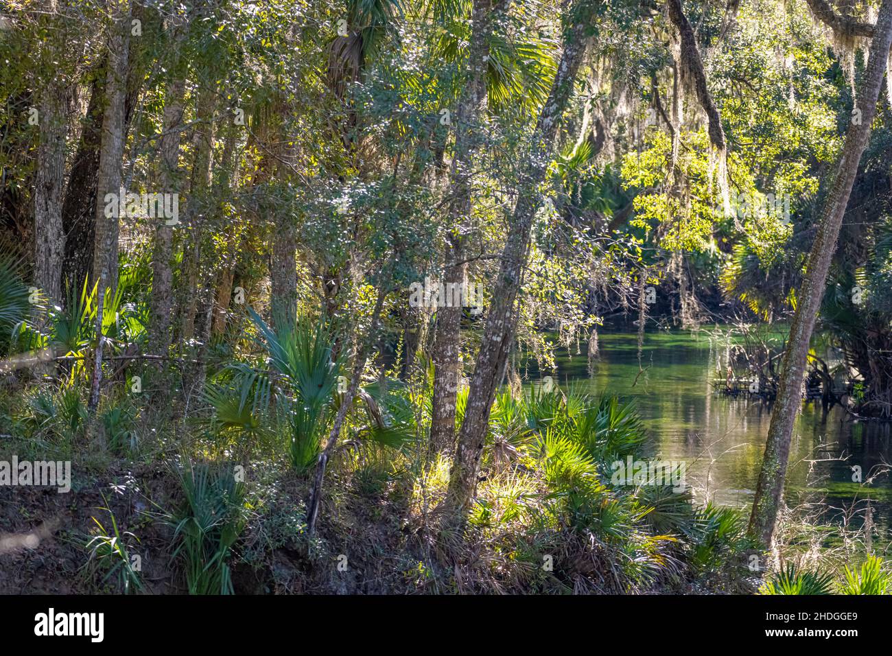 Blue Spring State Park in Orange City, Volusia County, Florida. (USA) Stock Photo