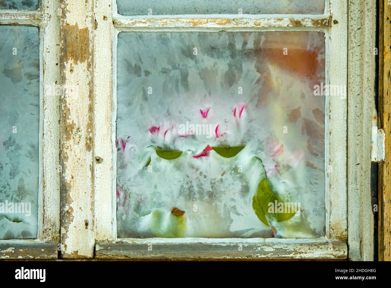window, tulip, frost, frost pattern, windows, tulips, frosts, frost patterns, patterns Stock Photo