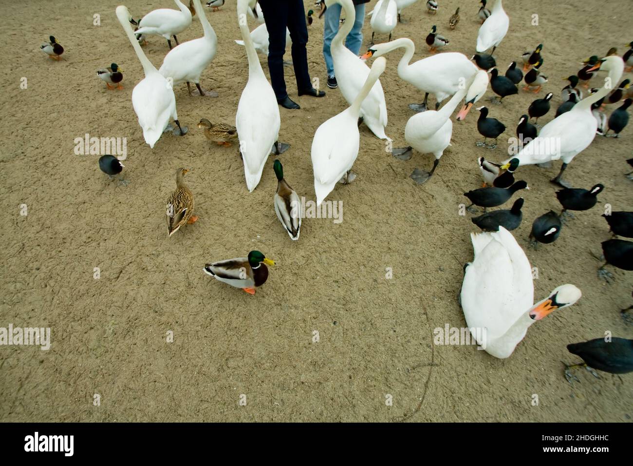 duck, water bird, feeding, swan, ducks, water birds, feed, feedings