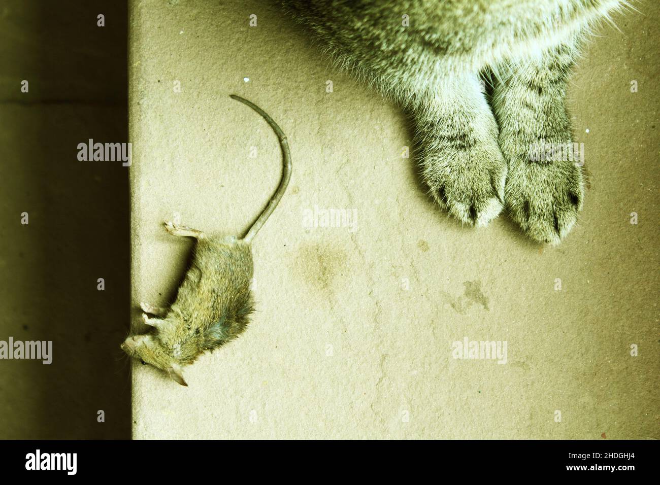 cat, prey, hunting, cats, hunt Stock Photo Alamy