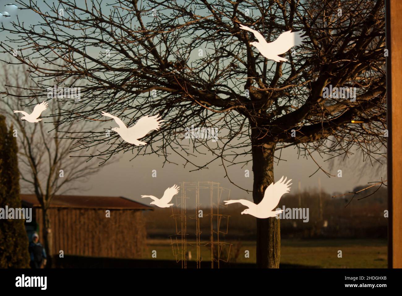 birds, window glass, bird, windows Stock Photo Alamy