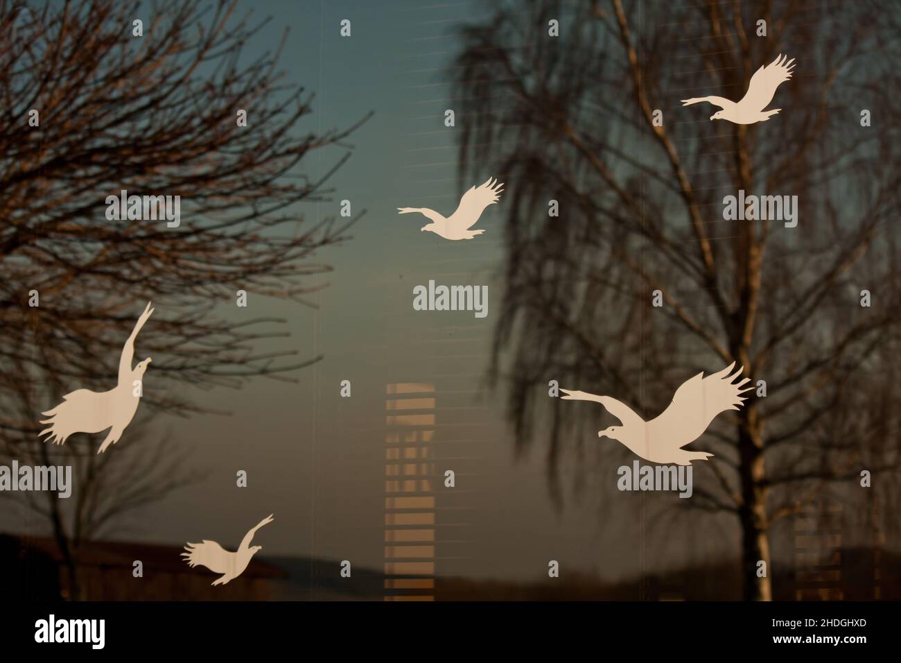 birds, window glass, bird, windows Stock Photo Alamy