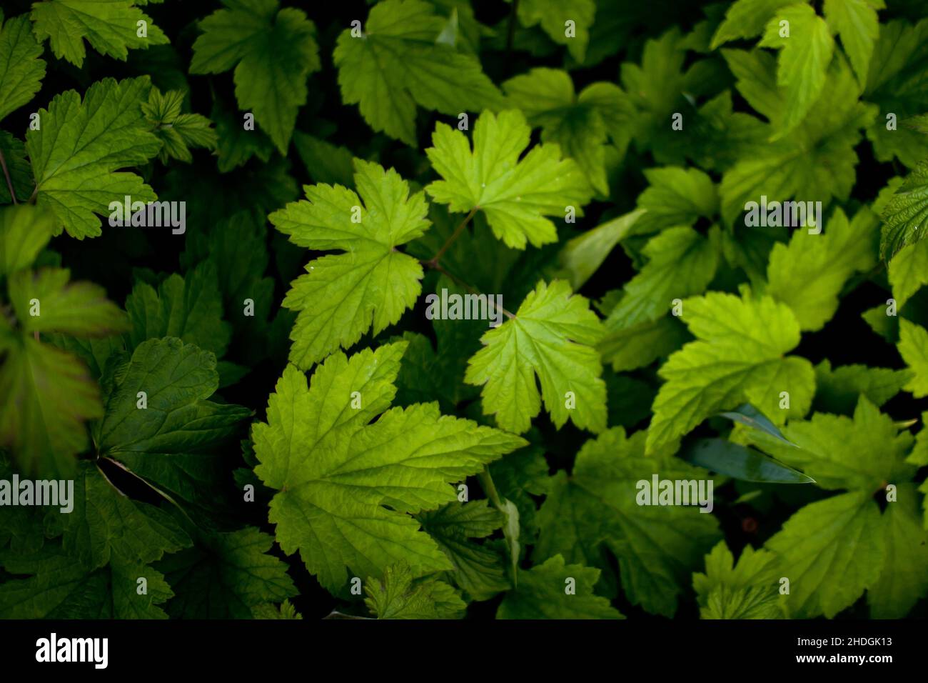 green, anemone flower, greens, anemone flowers, buttercup family Stock Photo