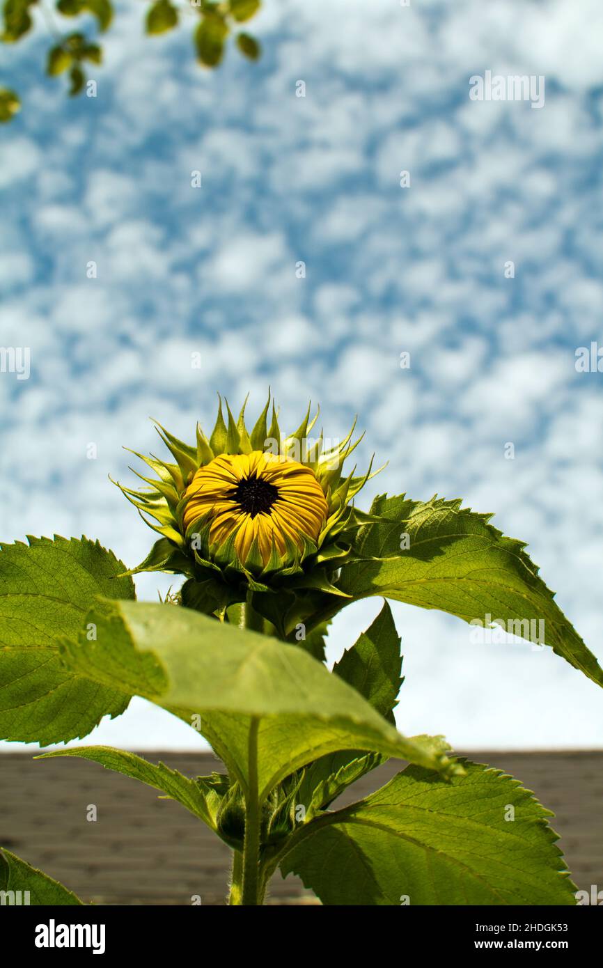 sunflower, sunflowers Stock Photo