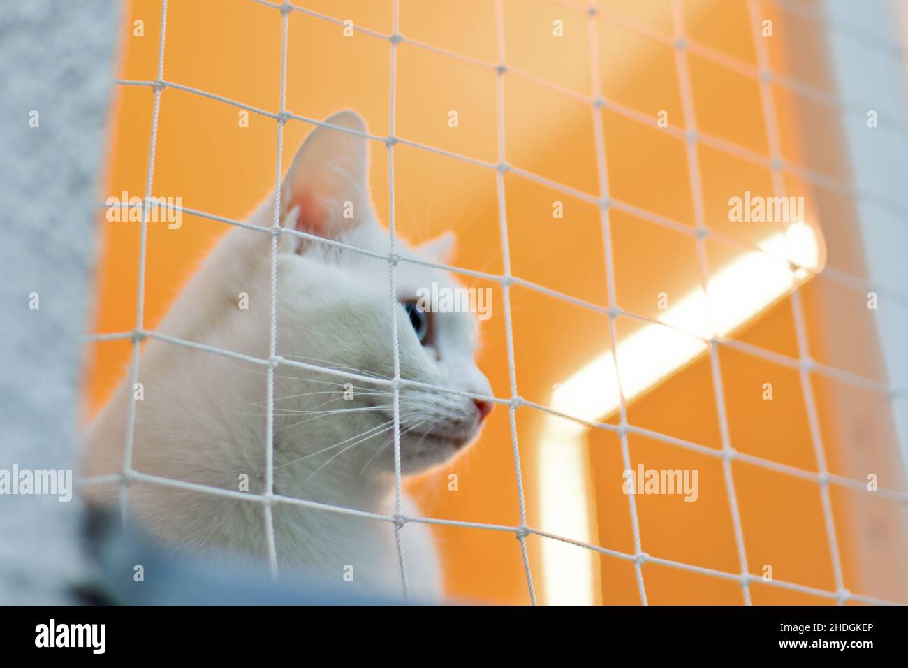 cat, Cat Safety Net, cats Stock Photo Alamy