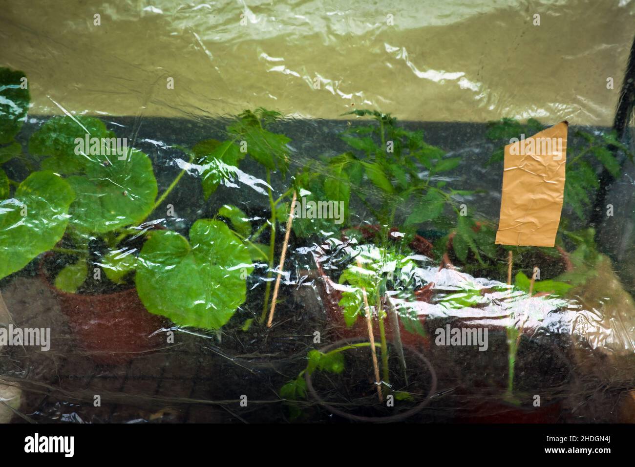tomato plant, rain protection, pumpkin plant, tomato plants, rain