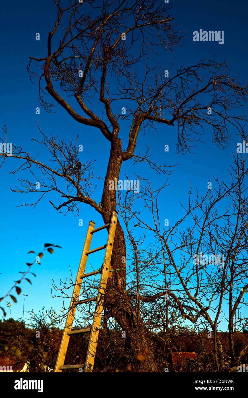 tree, ladder, completely bald, trees, ladders, completely balds Stock Photo