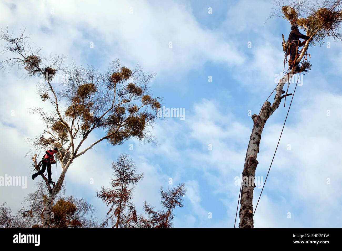 Tree climber with a saw, hooks, ropes and safety devices cutting down a tree,  tree care services, PublicGround Stock Photo - Alamy