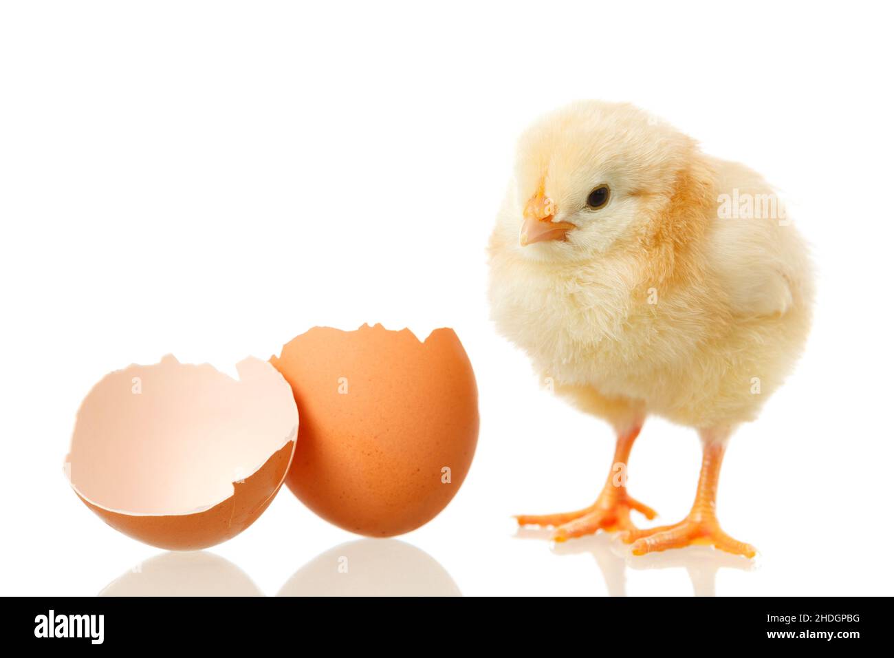 chicks, hatching, baby chicken, baby duck, chicken baby, young bird