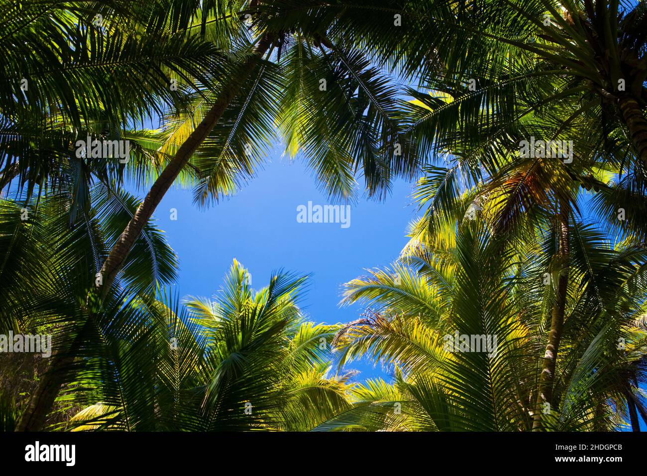 palm, fan palm, palm trees, fan palms Stock Photo Alamy