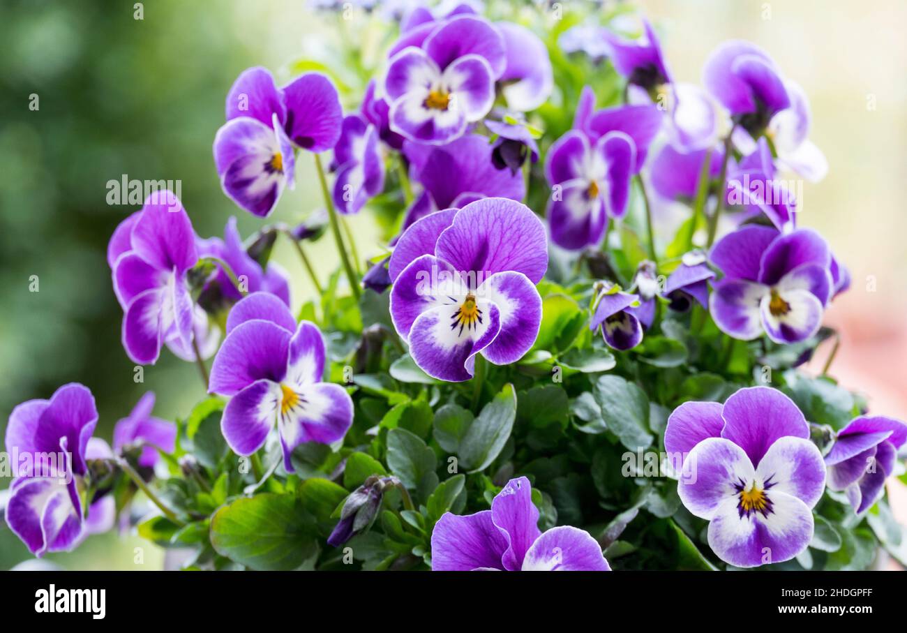 horn viola, violas Stock Photo Alamy