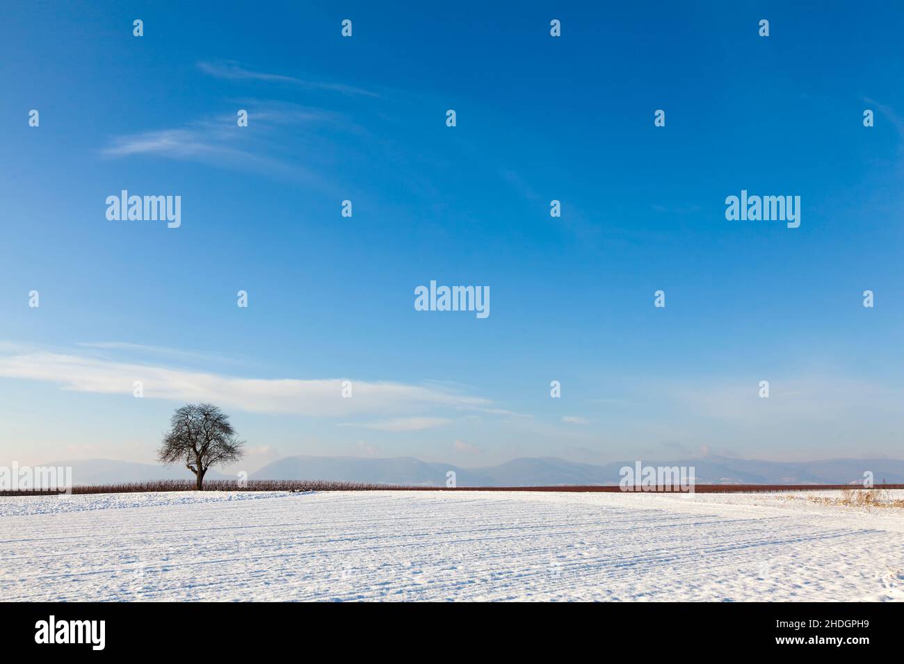 arable, winter, walnut tree, arables, winters, walnut trees Stock Photo