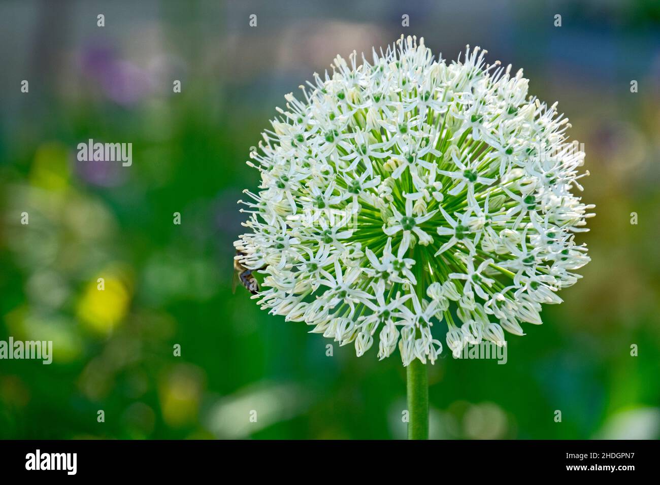 inflorescence, allium, allium flower, inflorescences, alliums, allium flowers Stock Photo