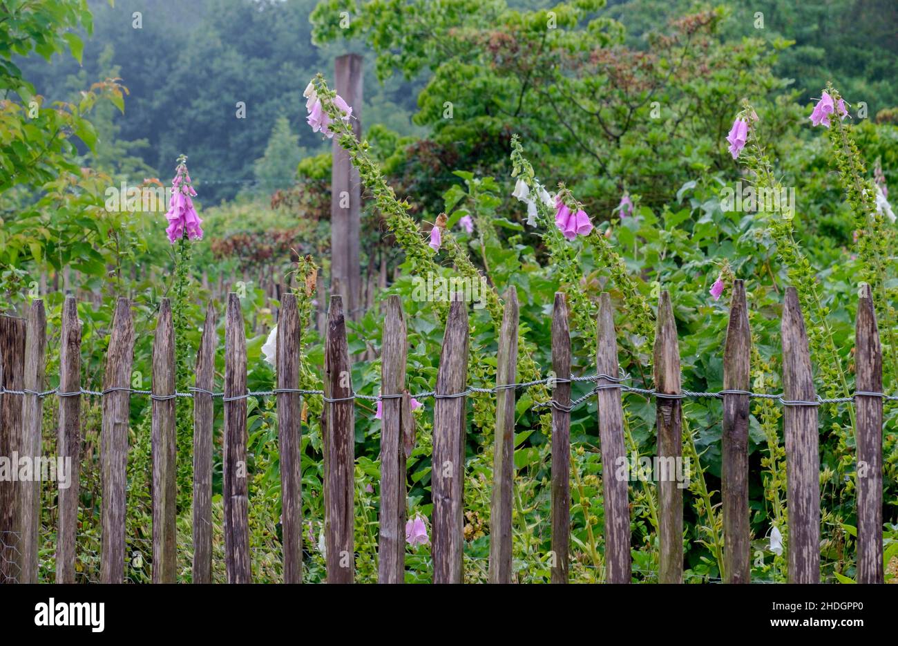 wooden-fence-cottage-garden-wooden-fences-cottage-gardens-stock