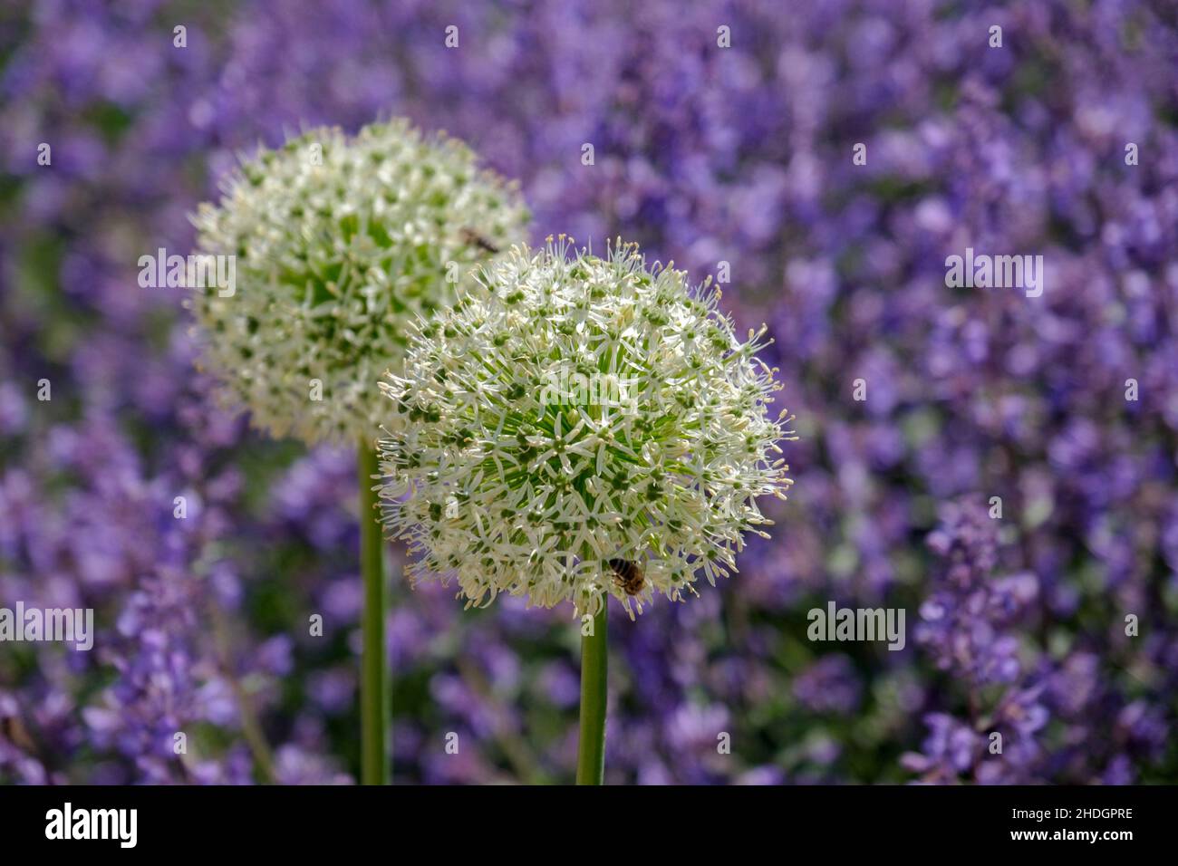 allium flower, allium flowers Stock Photo