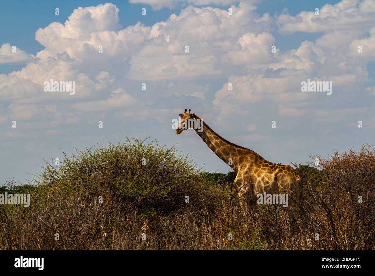 Namibias national animal hi-res stock photography and images - Alamy