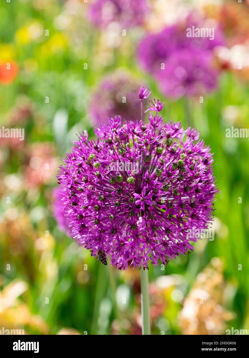 allium, allium flower, alliums, allium flowers Stock Photo