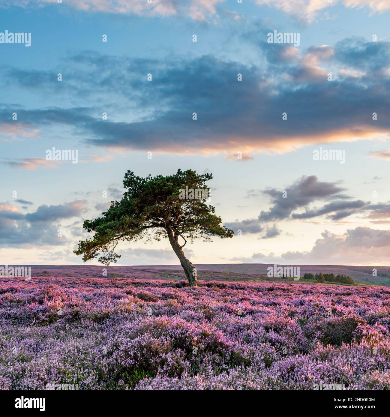 Twilight Egton Moor Hi res Stock Photography And Images Alamy twilight-egton-moor-hi-res-stock-photography-and-images-alamy