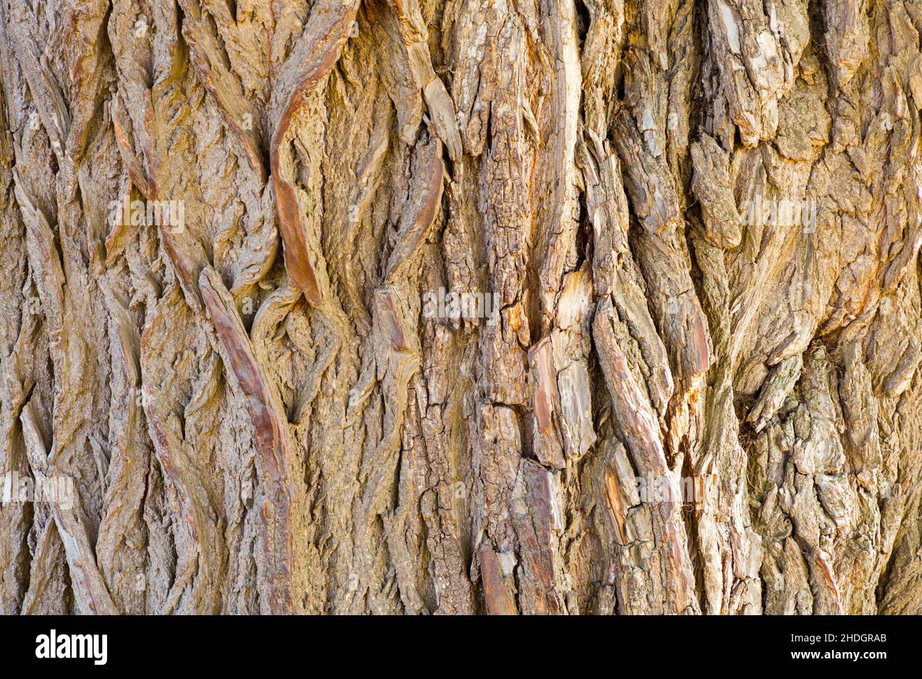 structure, tree bark, bark, structures, barks Stock Photo - Alamy
